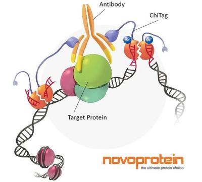 NovoNGS® CUT&Tag 2.0 High-Sensitivity Kit (for Illumina®)